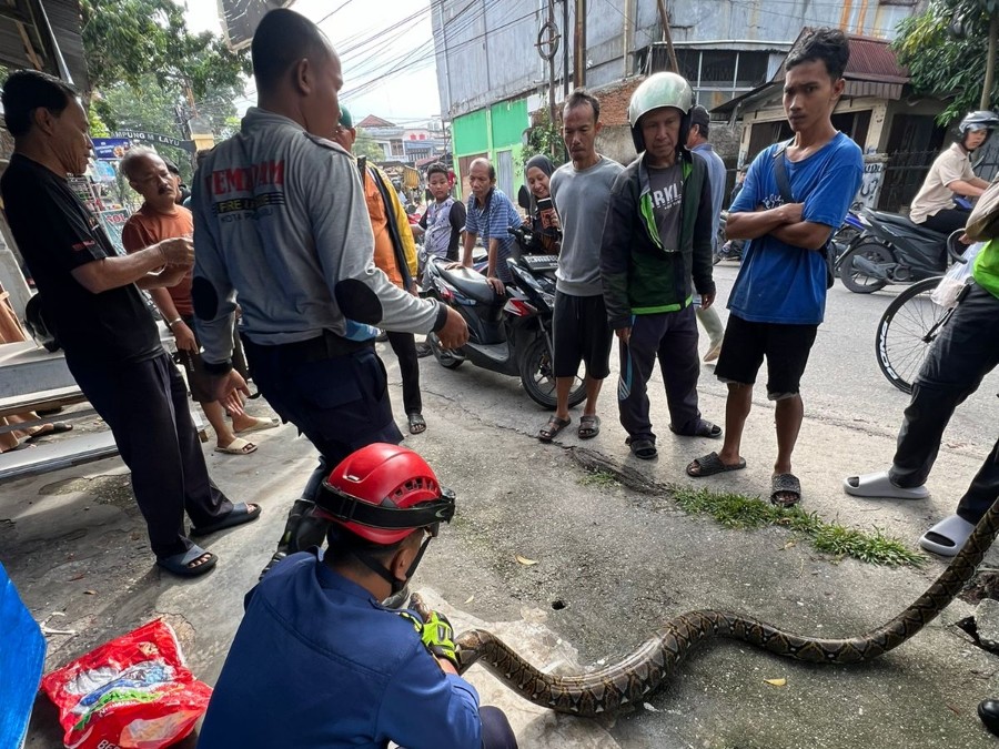 Ular 2 Meter Gegerkan Warga Sukajadi, Damkar Pekanbaru Turun Tangan