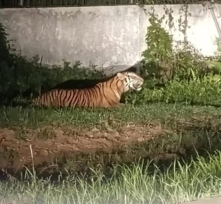 BBKSDA Riau Lakukan Penelusuran Usai Harimau Sumatera Muncul di Kawasan Industri Dumai