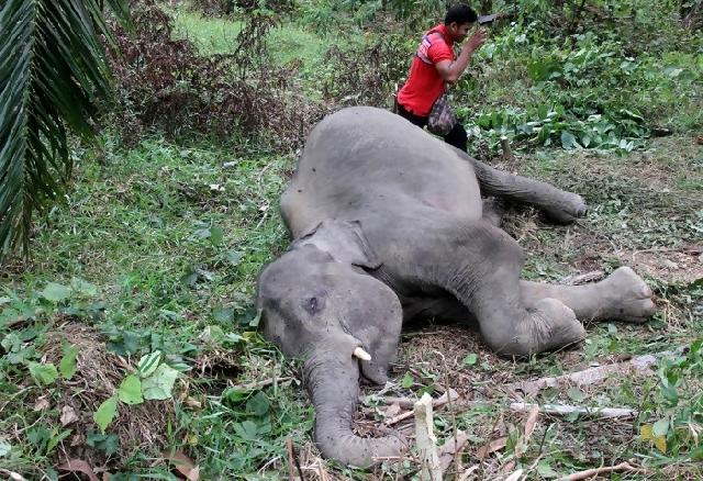Lagi-lagi Gajah mati ditembak di perkebunan sawit
