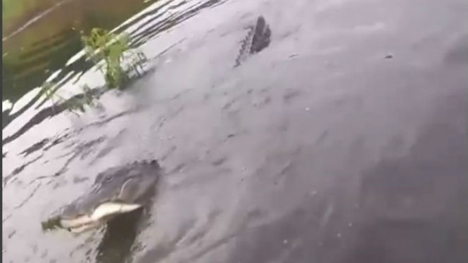 Orang Ini Mancing Buaya Pakai Ikan, Hasilnya Mengejutkan