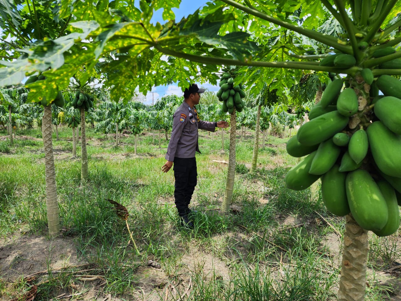 Perkuat Pangan Desa, Polsek Bangko Pusako Laksanakan Pembinaan di Pematang Damar