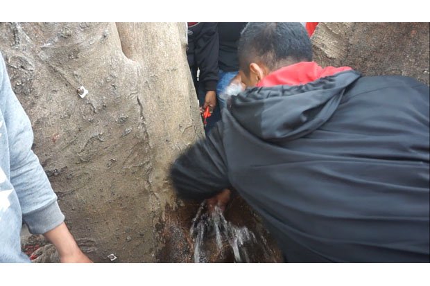 Heboh! Fenomena Air Keluar dari Batang Pohon, Ada Yang Percaya Obat Mujarab