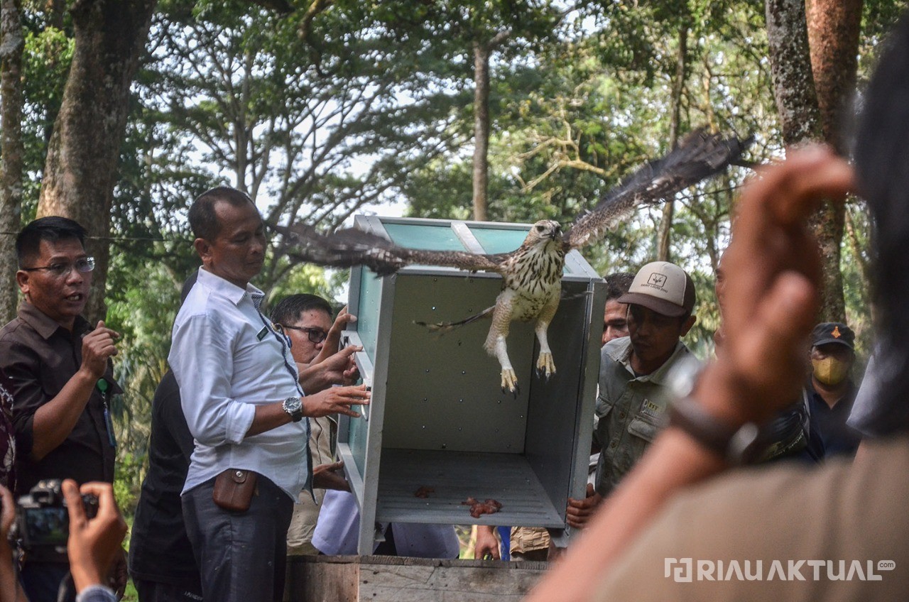 BBKSDA Riau Tanam Gaharu, Trembesi dan Durian serta Lepasliarkan 34 Satwa