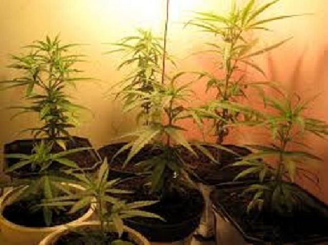 BNN Diminta Bebaskan Si Penanam Ganja Untuk Pengobatan Istri