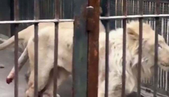 Kelaparan, Singa Ini Sampai Makan Ekornya Sendiri