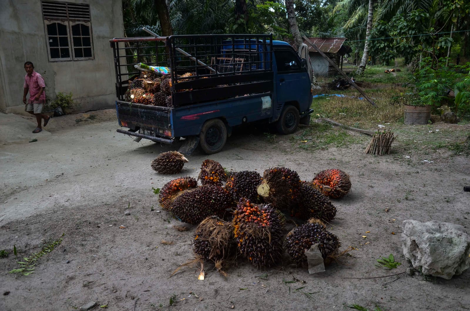 Harga TBS Kelapa Sawit Mitra Swadaya di Riau Capai Rp3.667 per Kilogram