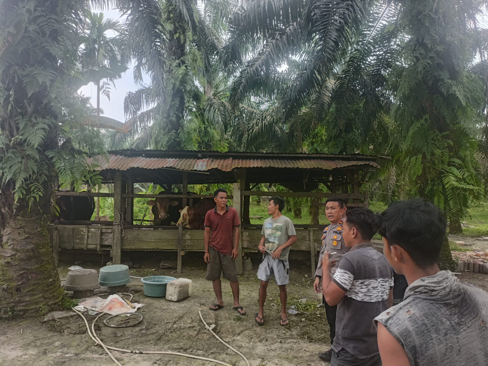 Bersama Peternak Sapi, Polisi Sampaikan Pesan Damai Pilkada