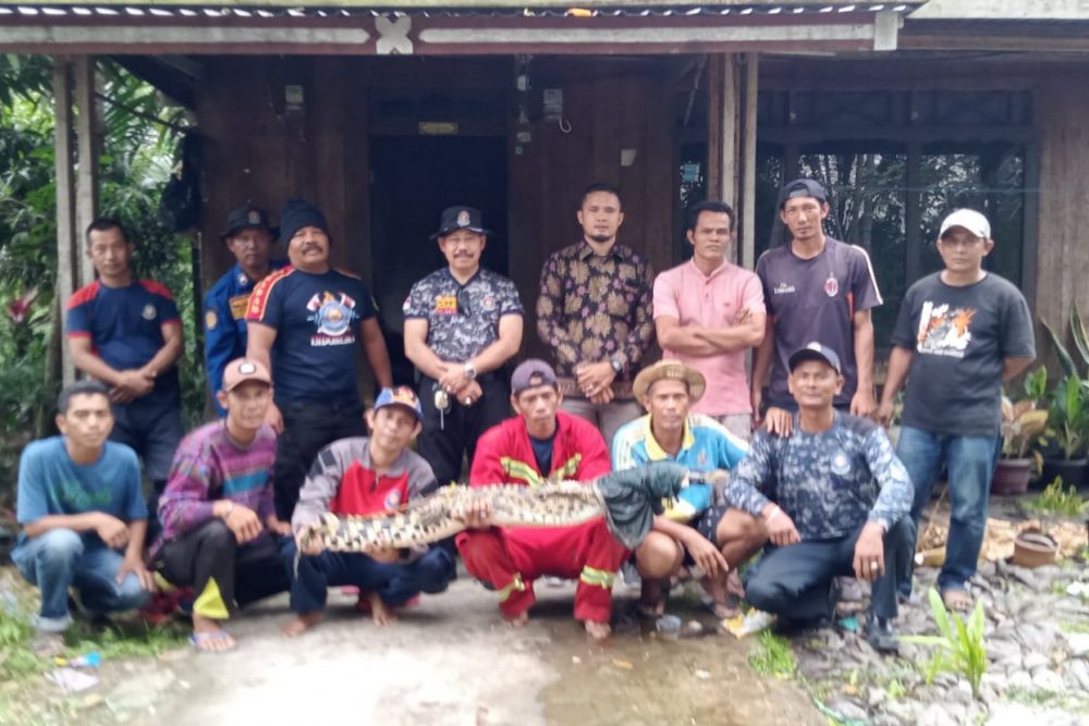 DPKP Inhil Tangkap Buaya, Begini penjelasannya