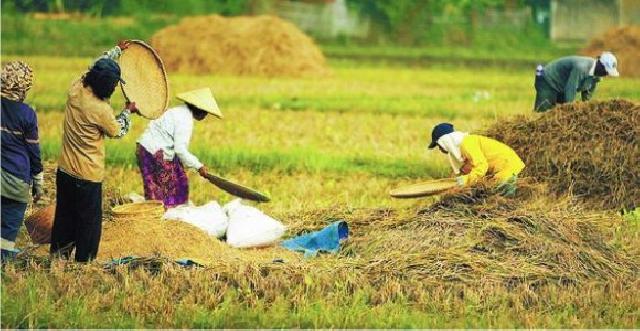 Produktivitas Pangan di Siak Meningkat