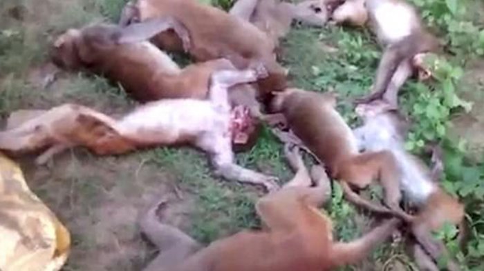 Sejumlah Monyet Mati Secara Misterius, Diduga Karena Penyakit jantung Mendengar Suara Harimau