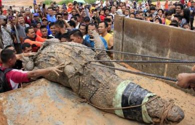 Door, Polisi Tembak Buaya Pemakan Bocah di Maluku, Tak Disangka Warga Temukan Ini