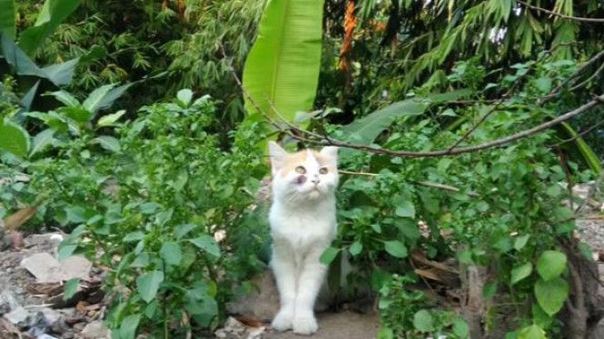 Mau Pelihara Anggora Premium, Ini yang Harus Disiapkan