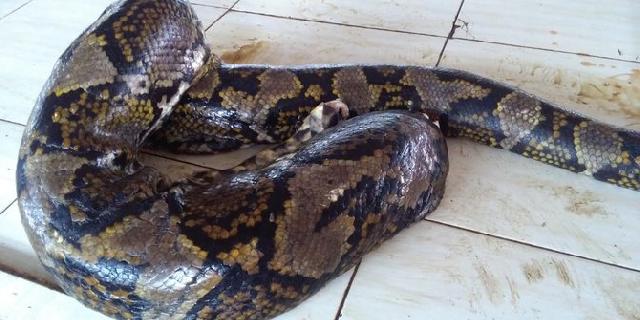 Laris Manis Daging Ular Piton di Pasar Tomohon