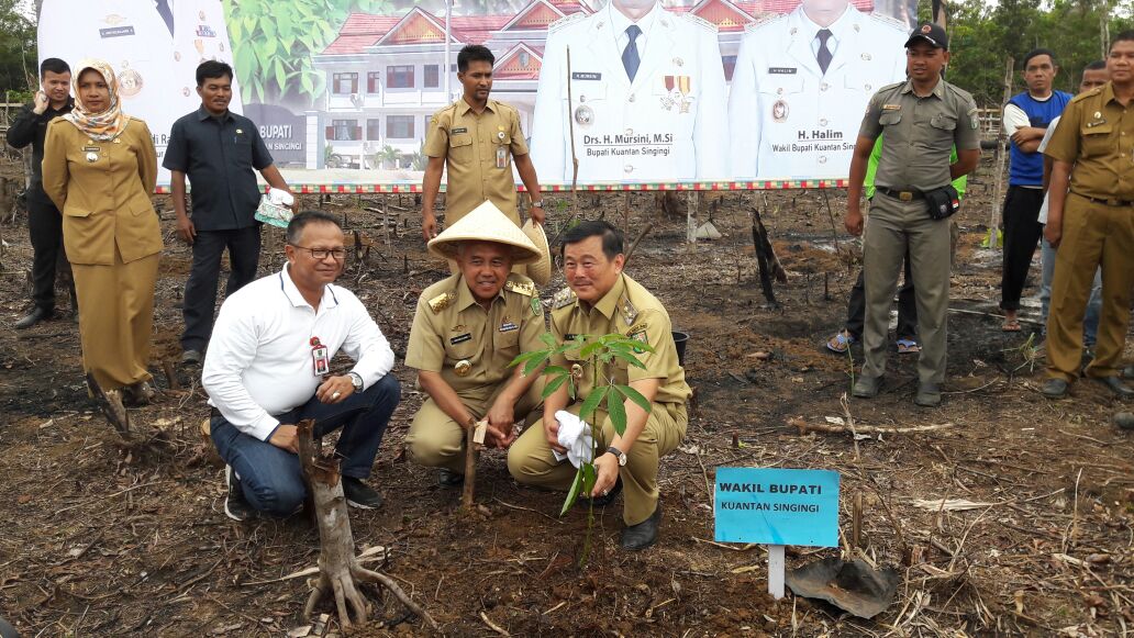 Pemkab Kuansing, Terus Berupaya Lakukan Perluasan Lahan Perkebunan, Untuk Masyarakat Sejahtera