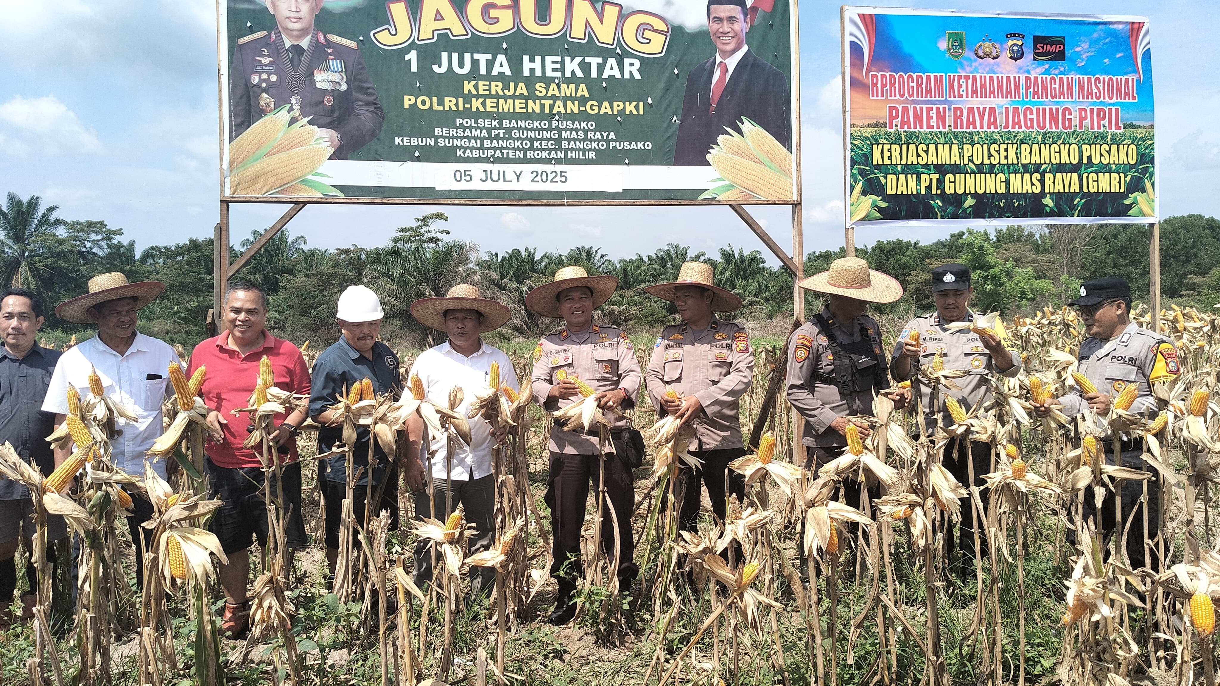 Panen Raya Jagung di Bangko Pusako, Polsek dan PT SIMP Kompak Dukung Program Asta Cita Presiden RI