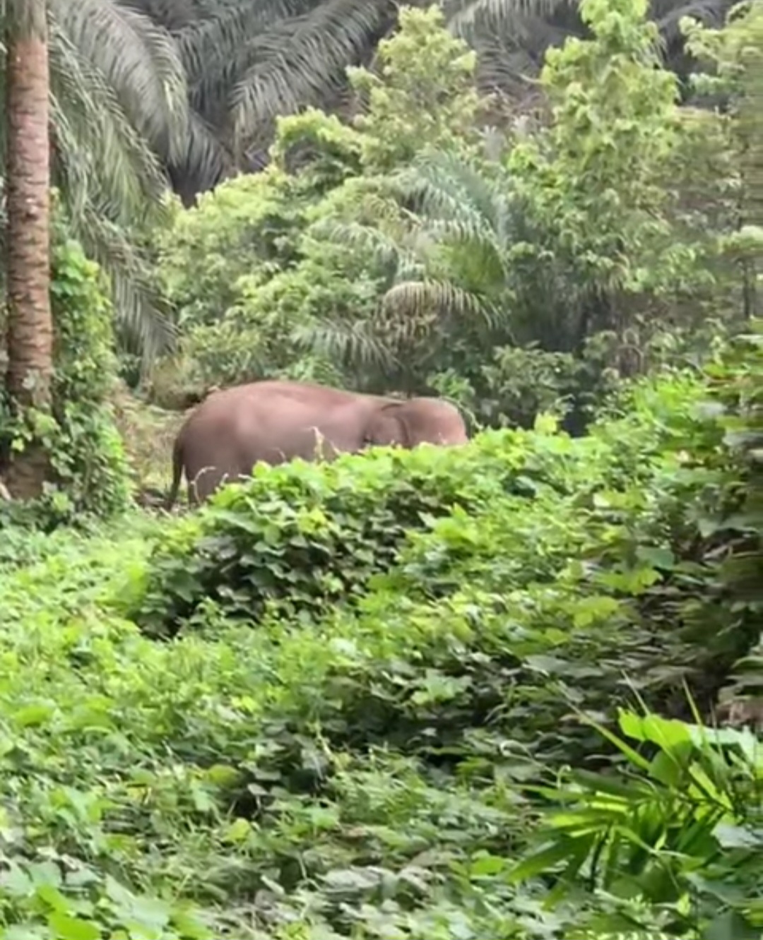 Mitigasi Interaksi Negatif, Tiga Gajah Jantan Digiring Menjauh Dari Kebun Warga Ukui