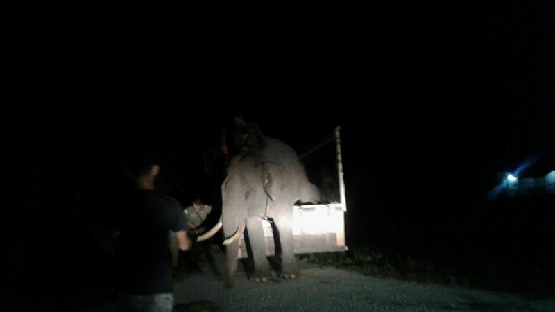 Gajah yang Resahkan Warga Kecamatan Kelayang Inhu Berhasil Dipindahkan Ke Habitatnya
