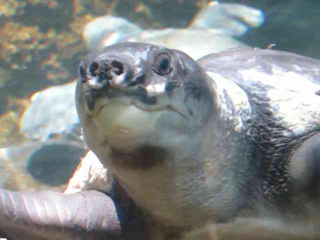 Penyelundupan 1.161 Kura-kura Moncong Babi Digagalkan