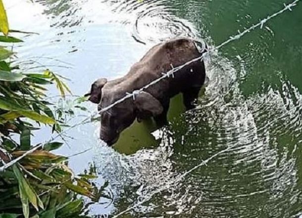 Pelaku Pembunuh Gajah dengan Bom Buah Akhirnya Ditangkap