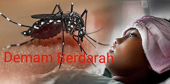 238 Warga Pekanbaru Terserang DBD, 1 Diantaranya Meninggal, DPRD Minta Diskes Tanggap