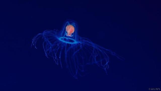 Yuk Intip... Hewan Ini Miliki Usia Terlama hingga Abadi