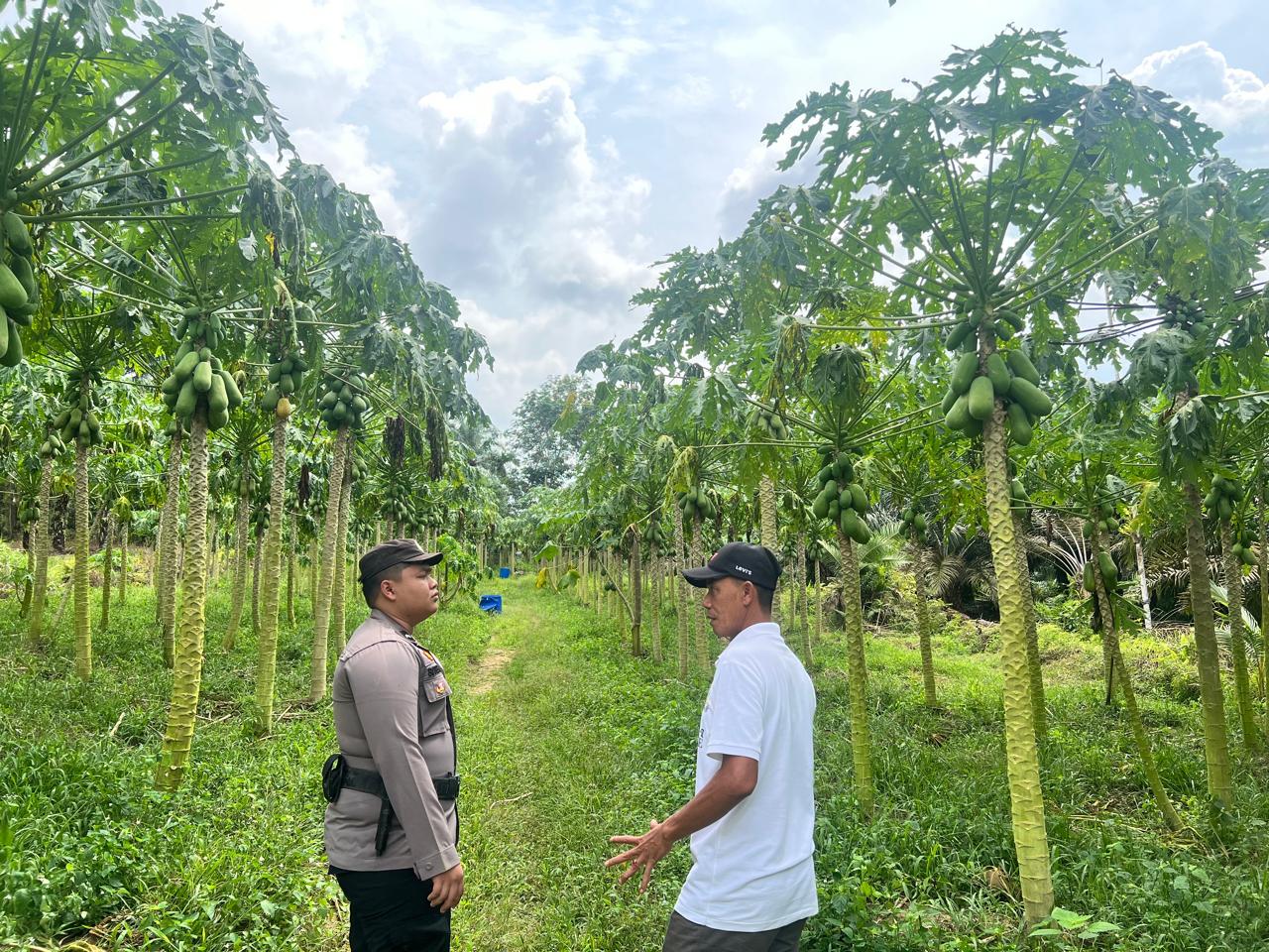 Polsek Bangko Pusako dan Petani Dukung Ketahanan Pangan di Rohil
