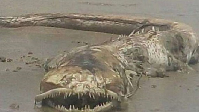 Makhluk Aneh dengan Gigi Tajam Ditemukan Terdampar di Pantai