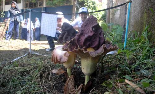 Unik! Bunga Bangkai Tunas Tiga Tumbuh di Sukabumi