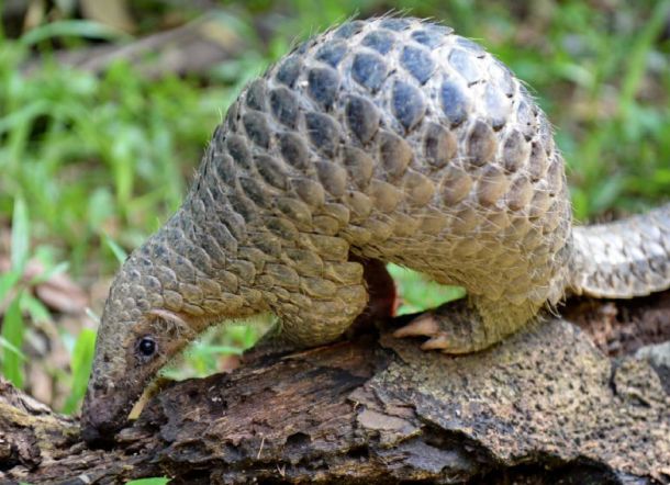 Trenggiling Bisa Jadi Sarana Perantara Virus Corona