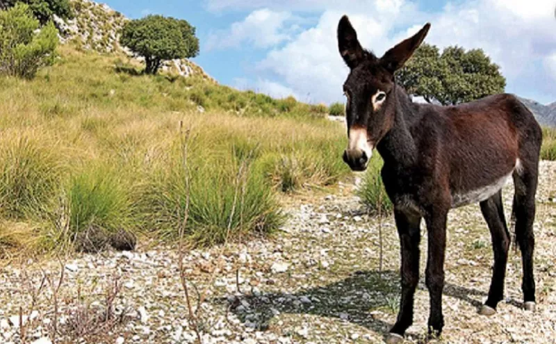 Mengenal Ya'fur, Keledai Rasulullah yang Setia