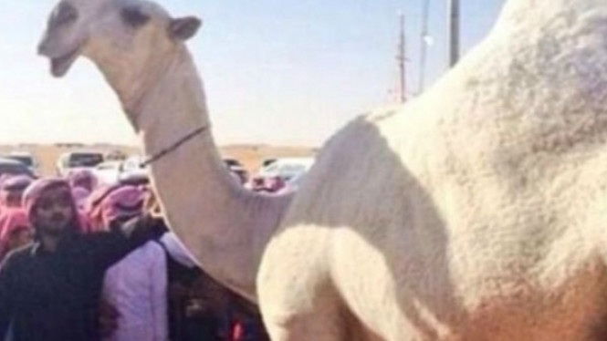 Unta Paling Cantik di Arab Saudi Seharga Rp108 M Dimumikan