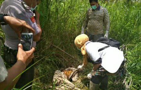 Pengembala Lembu di Inhil Ini Kaget Temukan Mayat Sudah Membusuk