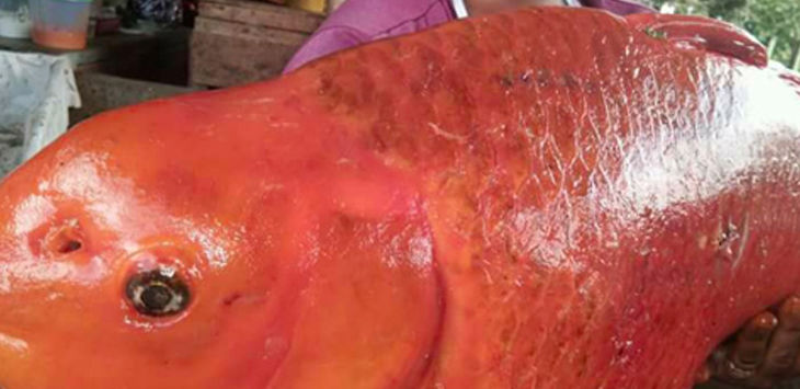 10 Cerita Mistis Danau Toba, dari Ikan Mas Raksasa sampai Hantu Pencabut Nyawa