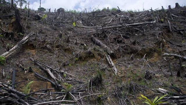Minta Dikuatkan Dengan Pergub, Danrem Ingin Lahan Terbakar tak Lagi Diolah