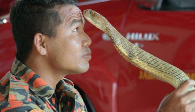 Cukup Satu Gigitan, Pria Ini Tewas oleh Ular King Kobra