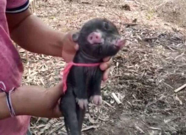 Wah! Petani Temukan Babi Berkepala Dua dengan Tiga Mata, Dokter Prediksi Berumur Pendek