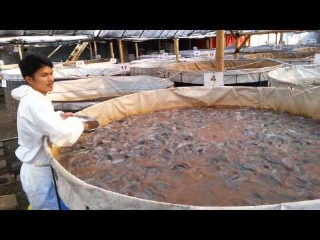 Wardan Berencana Budidayakan Ikan Gabus