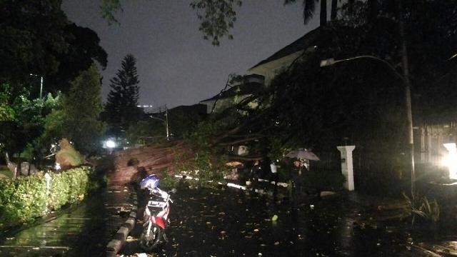 Pohon besar dekat rumah pemenangan Ahok-Djarot tumbang