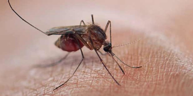 Apa Benar Jus Jambu dan Madu Angkak Bisa Bantu Atasi Demam Berdarah?