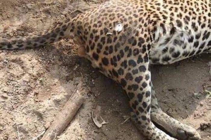 Dua Orang Diperiksa Terkait Kematian Leopard