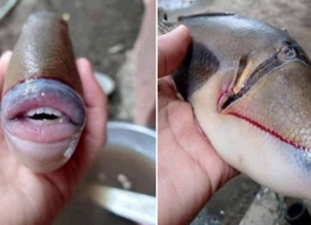 Ikan Langka Ini Punya Mulut Super Seksi, Cewek-cewek Lewat