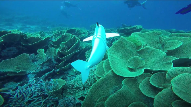 SoFi, Robot Ikan yang Dapat Berbaur dengan Ikan-Ikan Asli