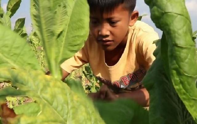 Djarum dan Gudang Garam Tak Tanggapi Laporan Bahaya Pekerjakan Anak