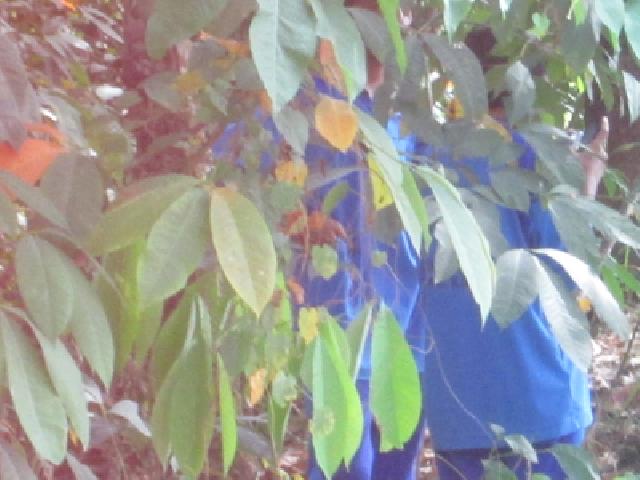 Sepasang Pelajar SMP Pulang Sekolah Berduaan dalam Hutan Karet