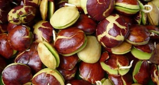 Aneka Kreasi Jengkol Bikin Ketagihan, Dari Sate, Burger Hingga Steak Jengkol