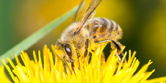 Ini yang harus dilakukan saat tersengat lebah