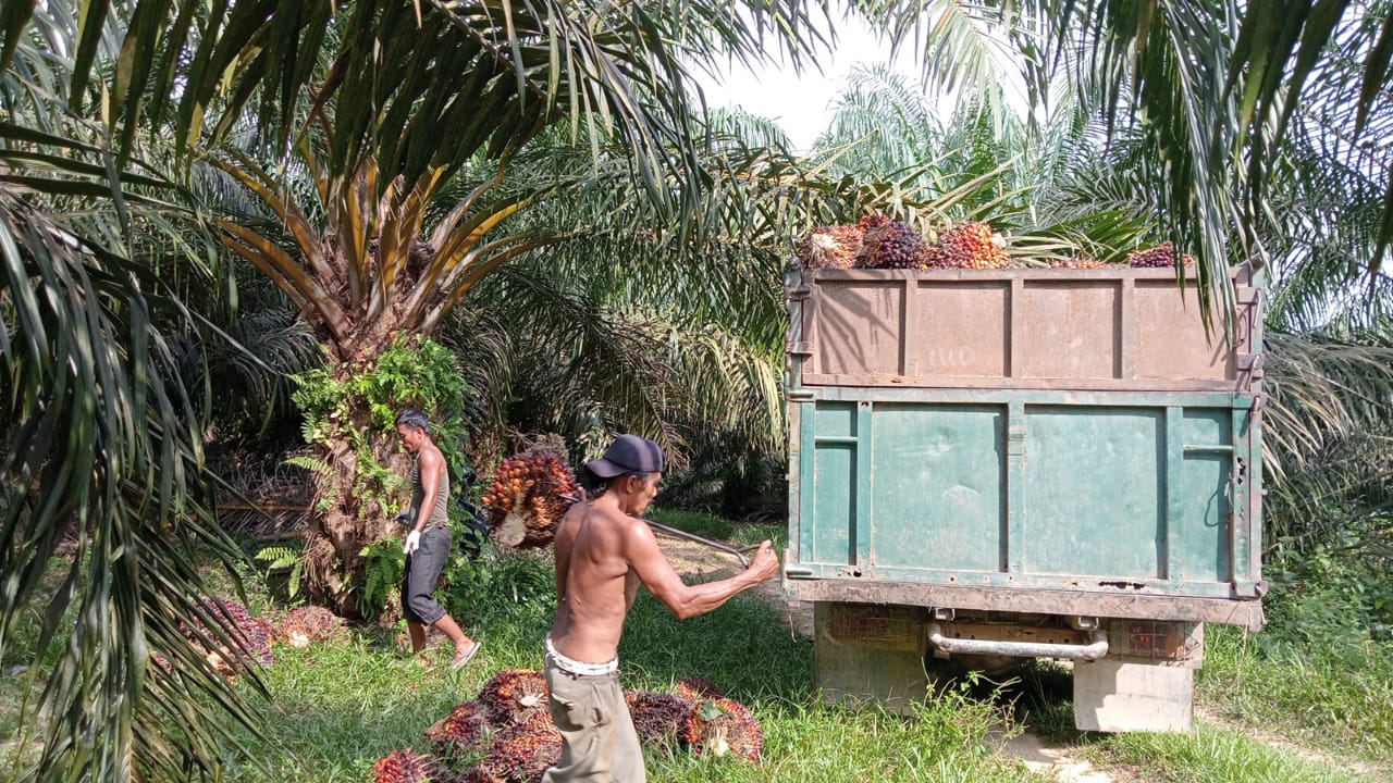 Harga TBS Sawit Mitra Swadaya Riau Naik 0,71 persen, Kian Dekati Plasma