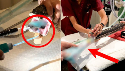 Pertama Kali dalam Sejarah, Ular Sanca Makan Handuk, Apa Penyebabnya?