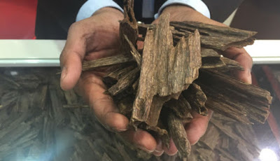 Gak Nyangka, Pohon Gaharu Kini Harganya Lebih Mahal dari Emas