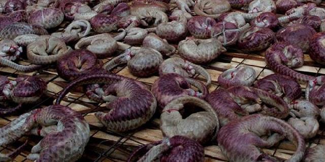 Perkara Hewan Satwa Tringgiling di Bengkalis Jadi Atensi Kejagung RI